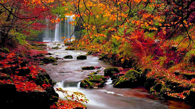1002312-Autumn Trees Nature Landscape Leaf Leaves HD Wallpaperz
