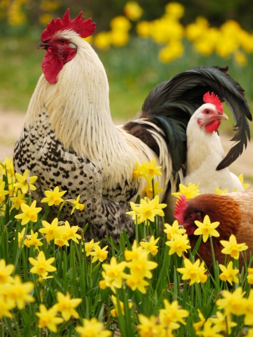 Free Range Chickens with Daffodils Content in a Cottage