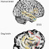 Human's Brain and Dog's have Similarities