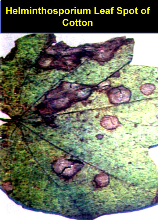 AGRICULTURE COTTON DISEASE PICTURES