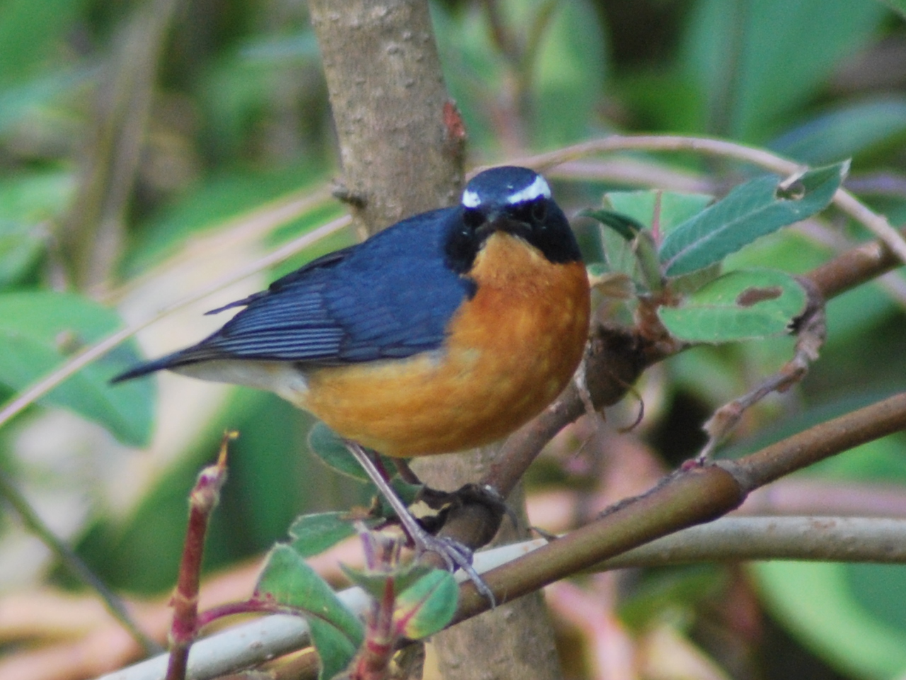 Blue Robin