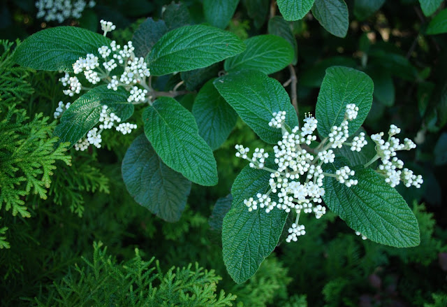 Worcester College Gardeners 2009 2018 Viburnum Plicatum Mariesii