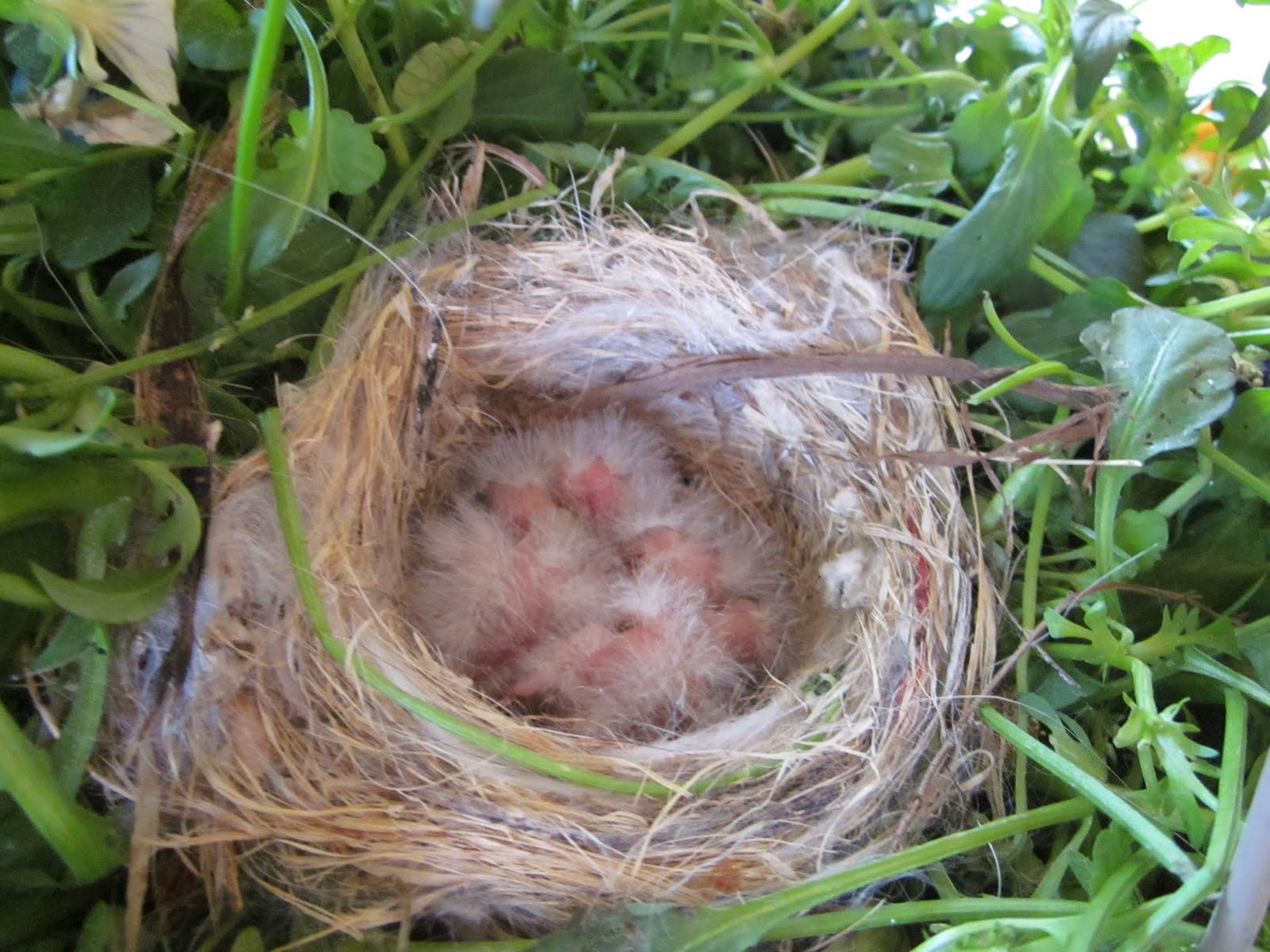 Knitted Symphony: Coo coo ca-choo, Mrs. ROBIN(son)