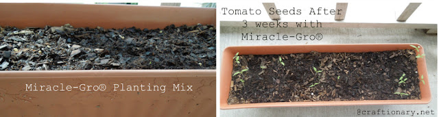 Growing Roma Tomatoes using Miracle-Gro Planting Mix