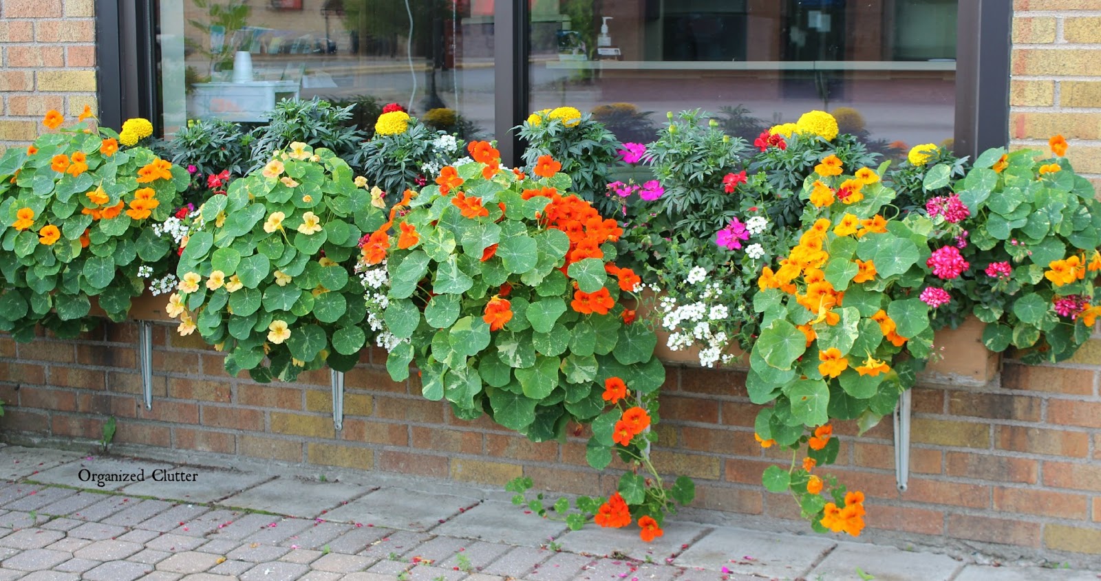 The Prettiest Window Box in Town 2015 Organized Clutter