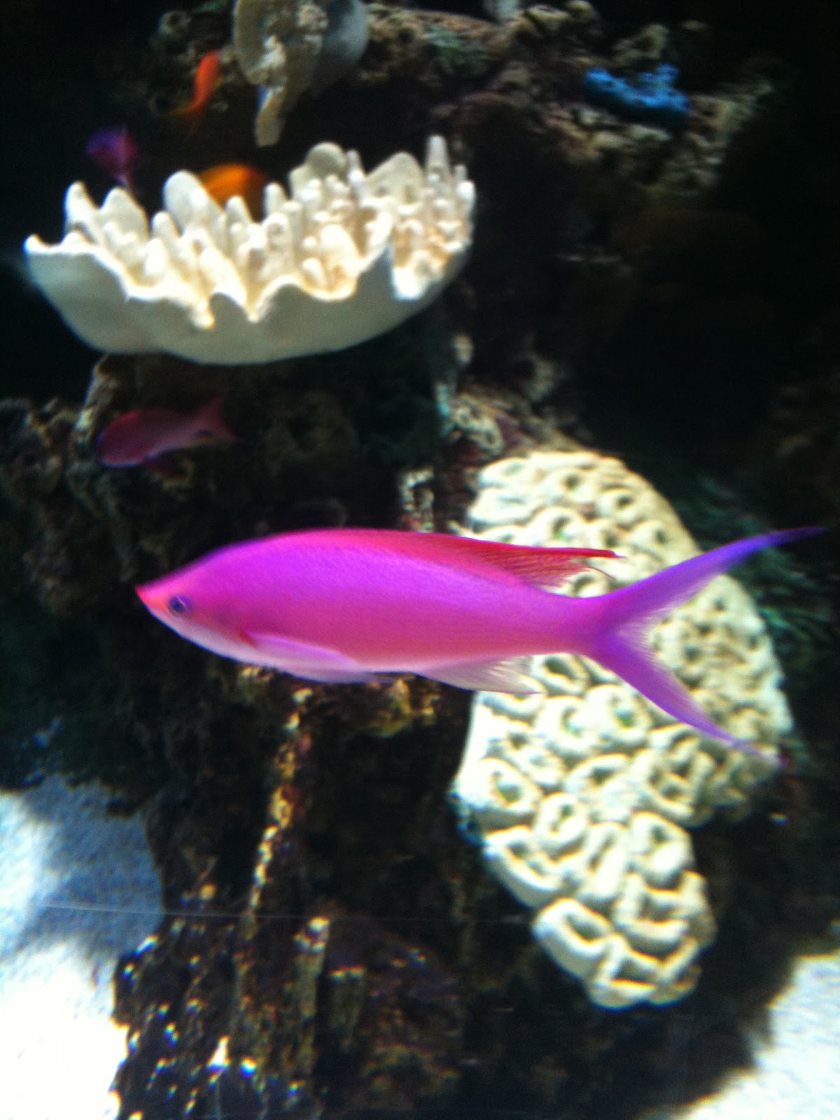 Off-Kilter-Critters: Sultry Confessions of a Pink Fish