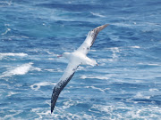Albatros Real del Sur (Southern Royal Albatross) Diomedea epomorpha, .