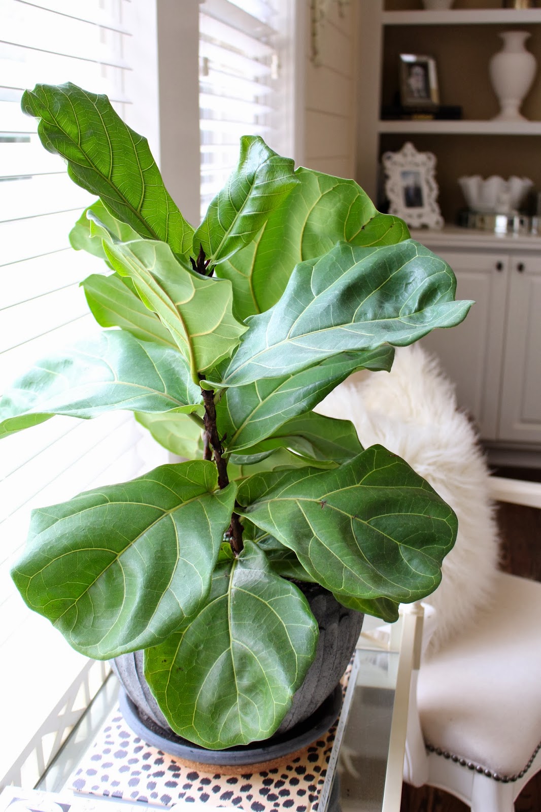 Caring For House Plants A fiddle leaf fig story&hellip; and an