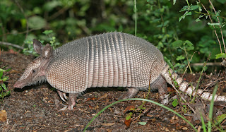 armadillo predators