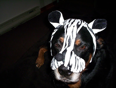 zebra dog costume - turtlesandtails.blogspot.com