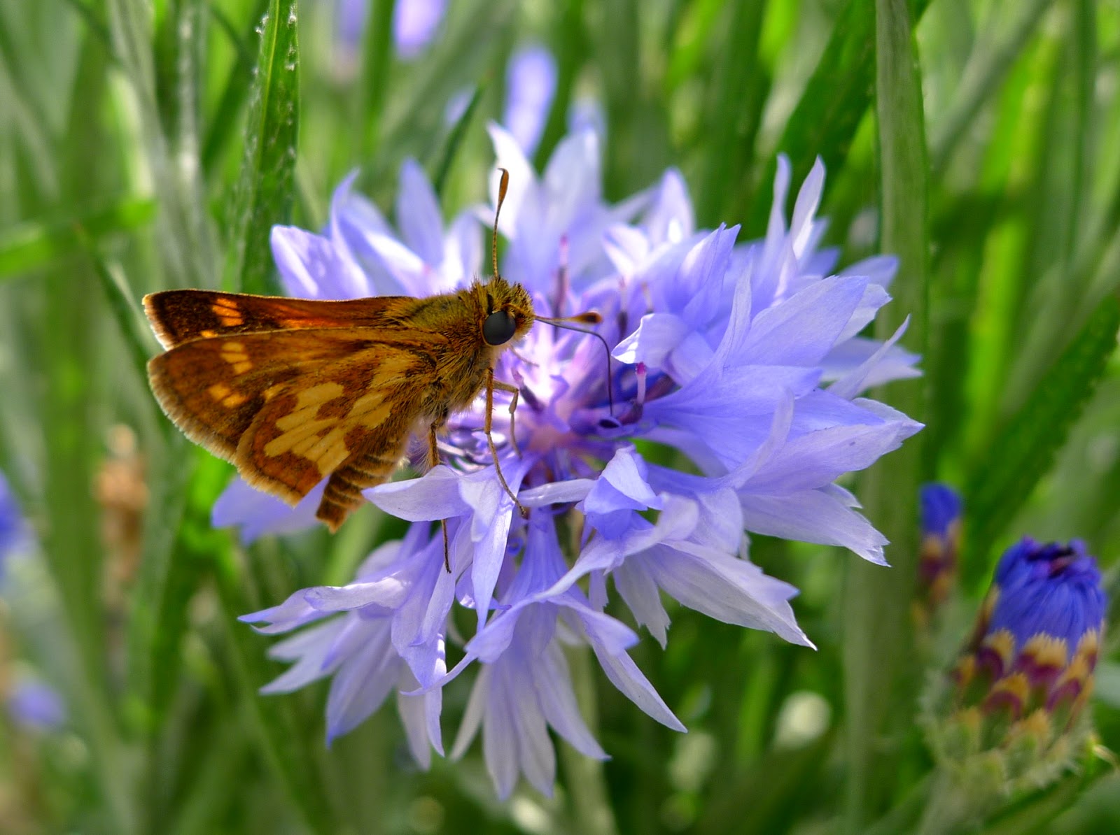 Pollinating butterfly, pollinators, urban farming