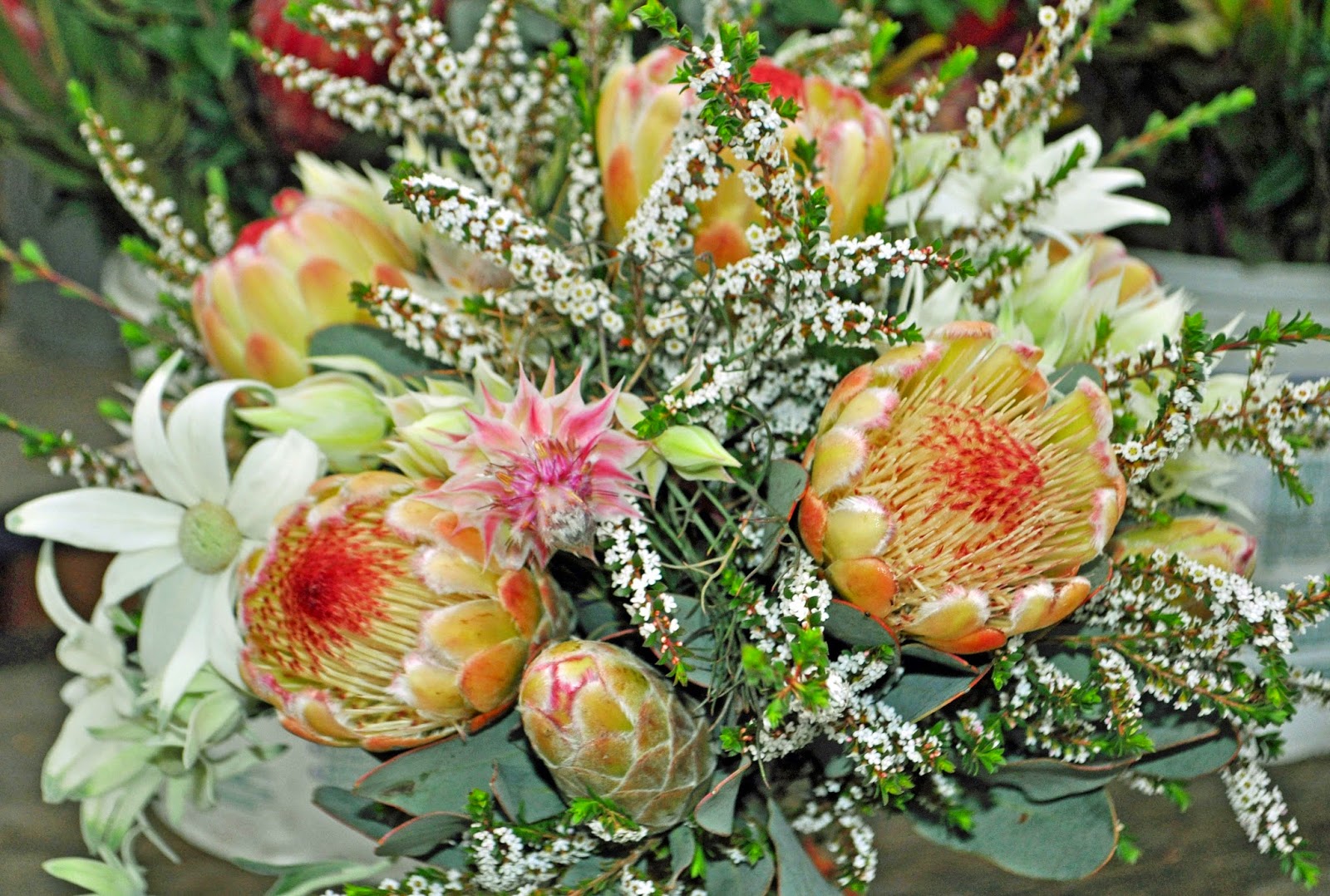 A Passion for Flowers Flannel Flowers A Symbol of Purity