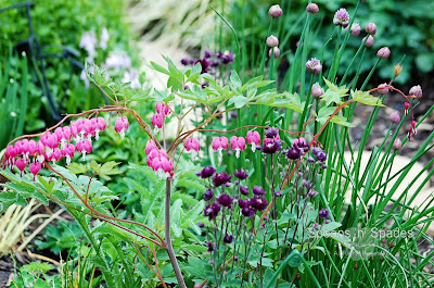 Garden Favourites ~ Spoons 'n' Spades