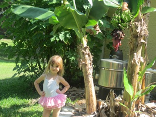My Edible Yard Urban Homestead - urban homesteading