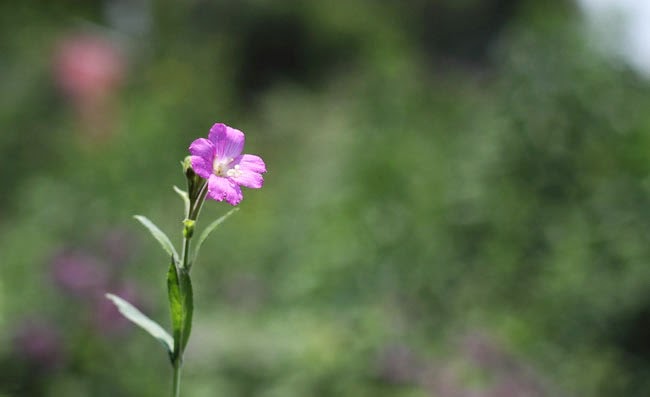 Great Willowherb Flowers Pictures Great Willowherb Flowers Pictures