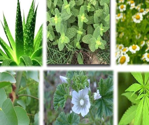 Las mejores plantas medicinales
