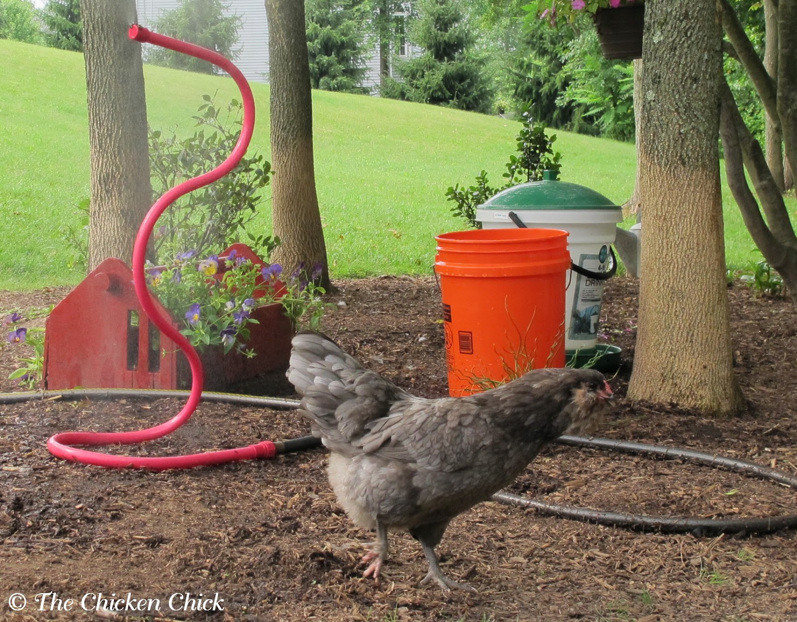 Chicken Heat Stress, Dehydration and Homemade Electrolyte Solution