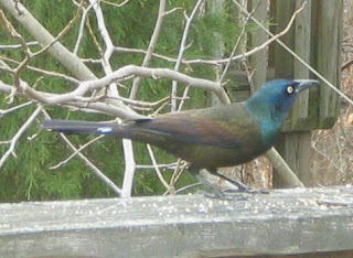 wild birds unlimited what do grackles eat wild birds unlimited what do grackles eat