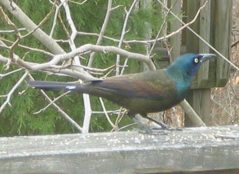wild birds unlimited what do grackles eat wild birds unlimited what do grackles eat