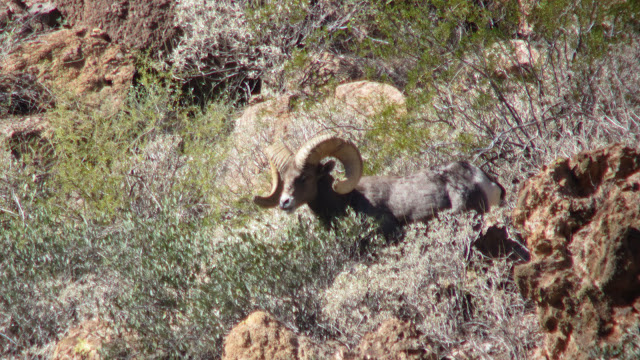 AZ+Desert+Sheep+Hunt+Photos+Big+Rams+Arizona+Desert+Bighorn+Sheep+Society+pics+with+Colburn+and+Scott+Outfitters+39.JPG