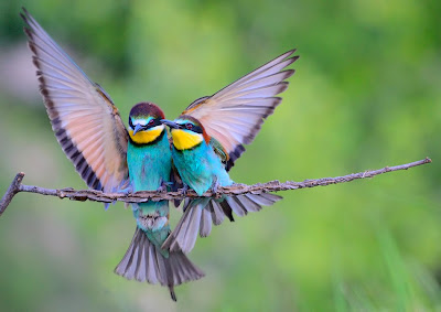 Beatiful birds