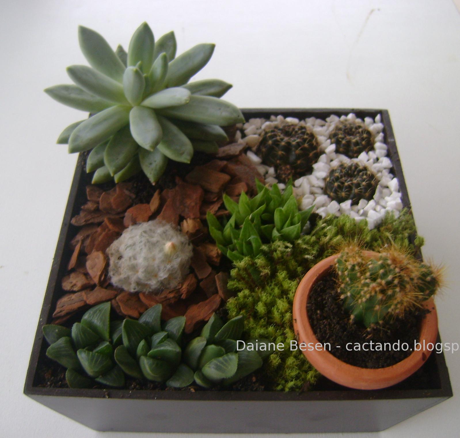 mini jardim de suculentas passo a passo: de cactos e 3 tipos de suculentas. Além do musgo, vasinho de mini jardim de suculentas passo a passo: de cactos e 3 tipos de suculentas. Além do musgo, vasinho de