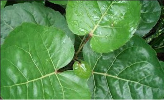 Daun Mangkokan merawat-rambut-dengan-daun-mangkokan