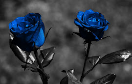 I love Blue Rose