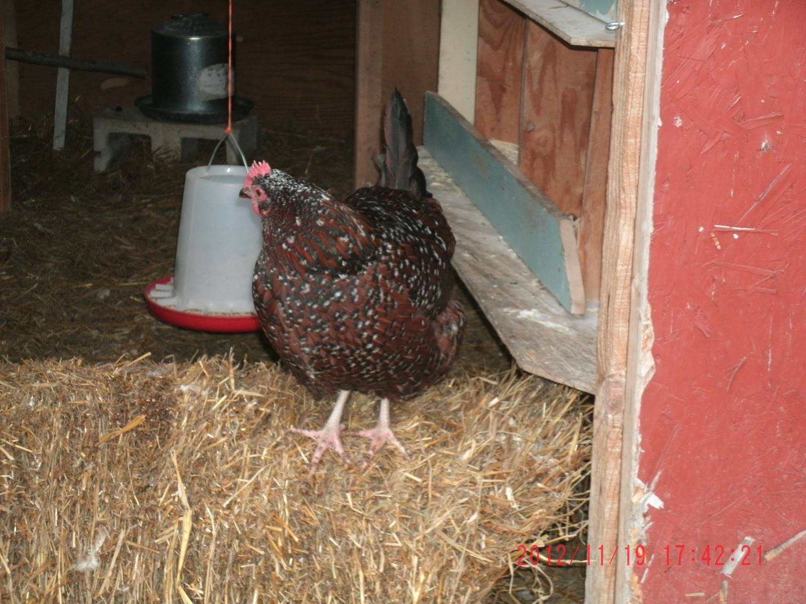 Straw A Seasonal Gift Community Chickens