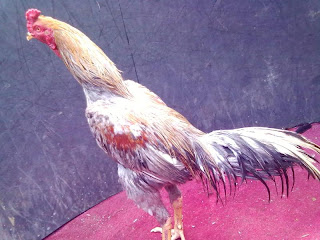 Ayam Bangkok 
