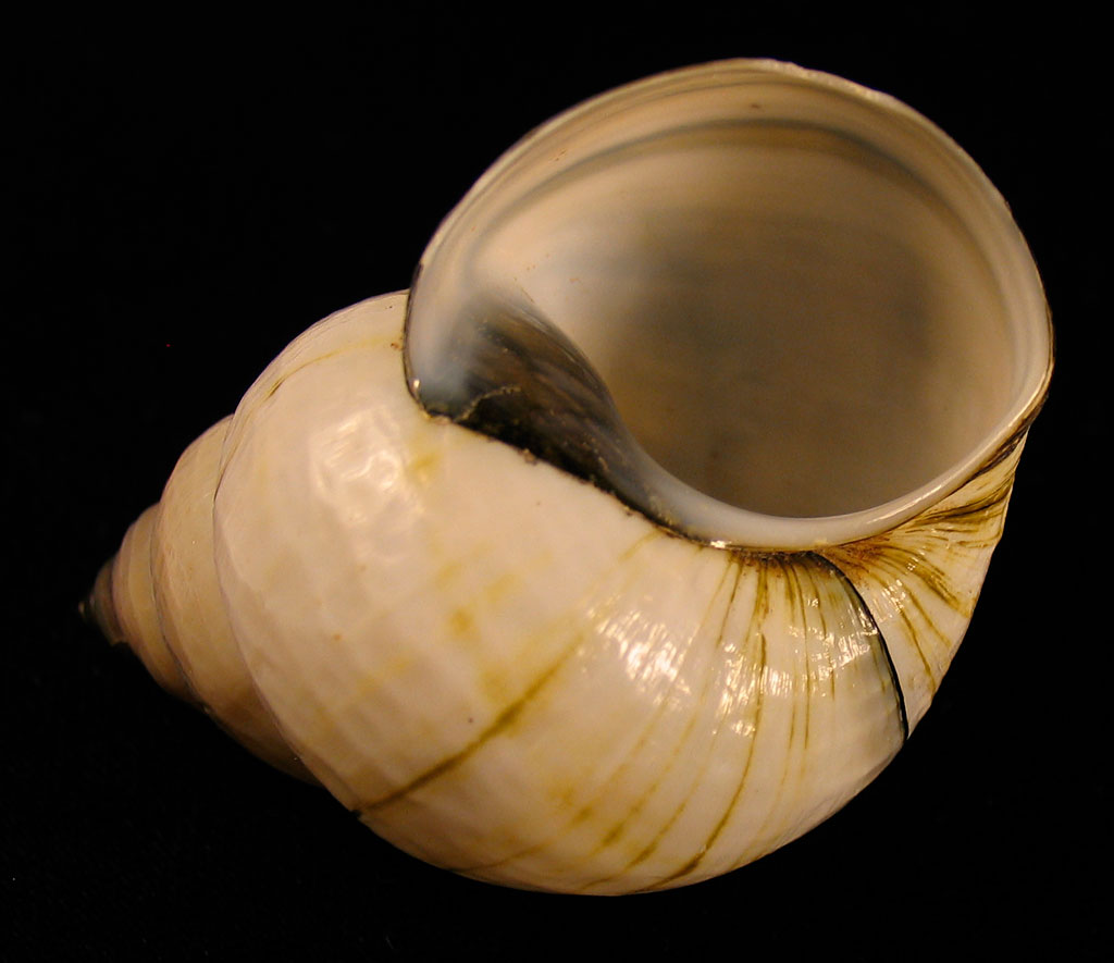 Louisville Fossils and Beyond Cipangopaludina japonica River Snail