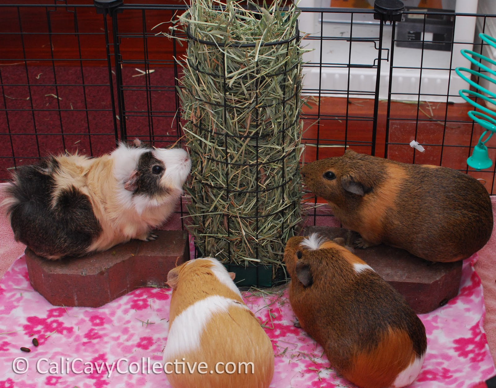 Cali Cavy Collective a blog about all things guinea pig Timothy hay