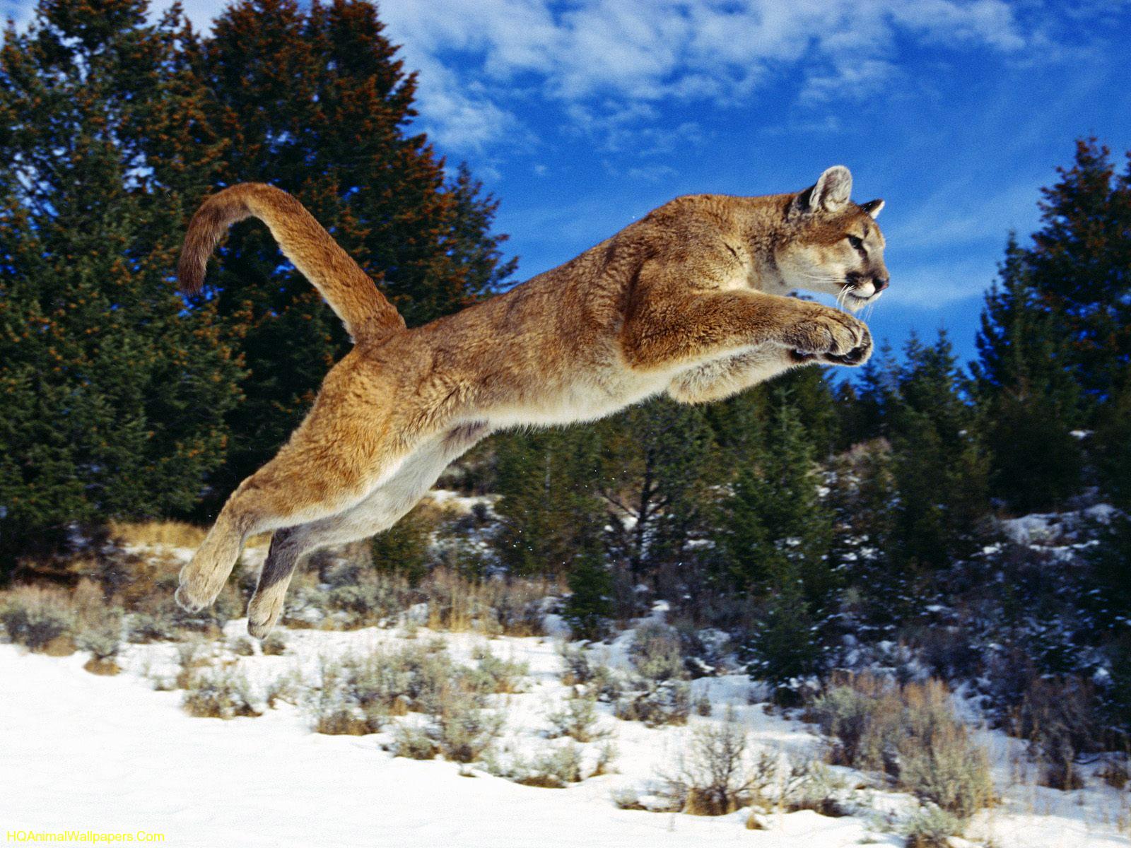 http://4.bp.blogspot.com/-7RUL5BThgps/TlJfuVyH4zI/AAAAAAAAAA0/bWlHys98geo/s1600/Animals-Wallpapers-3.jpeg