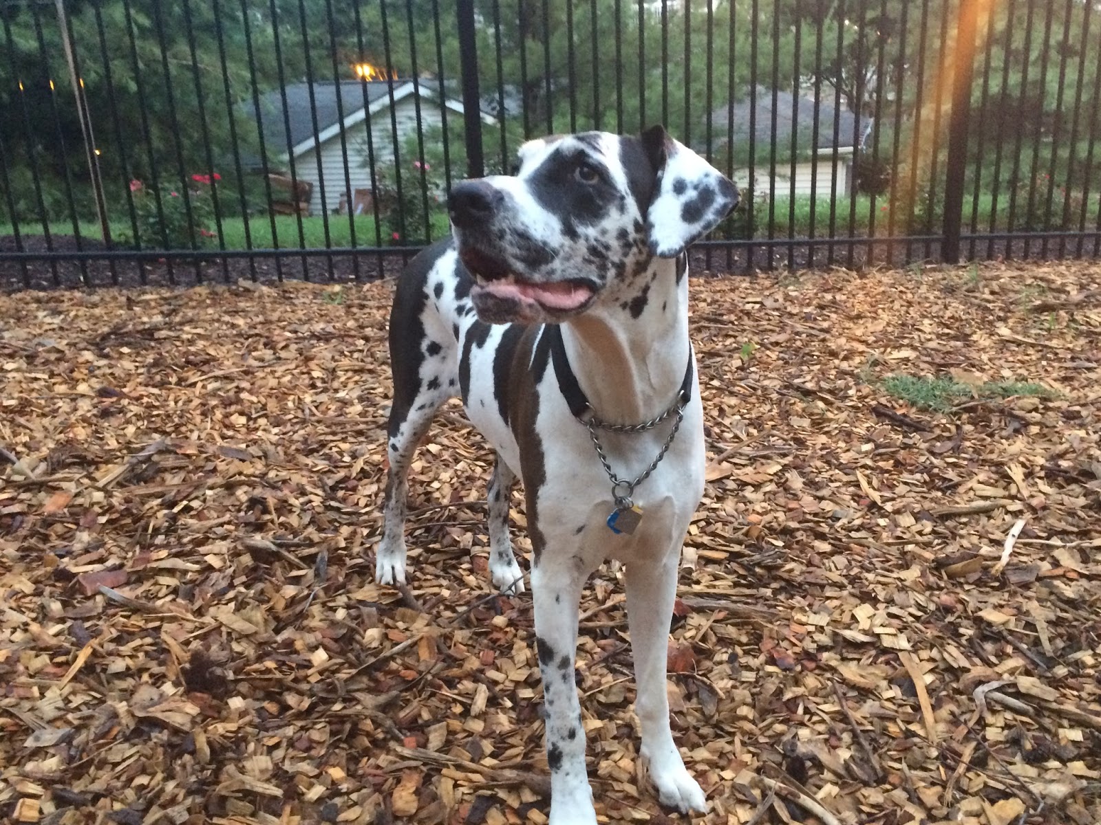 Friday's Friend Dog Adoption, MidAtlantic Great Dane Rescue League