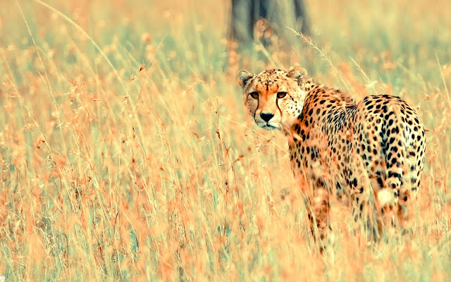 Wallpaper Beautiful Cheetah