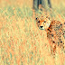 Wallpaper Beautiful Cheetah