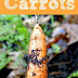 How to grow carrots #Organic_Gardening