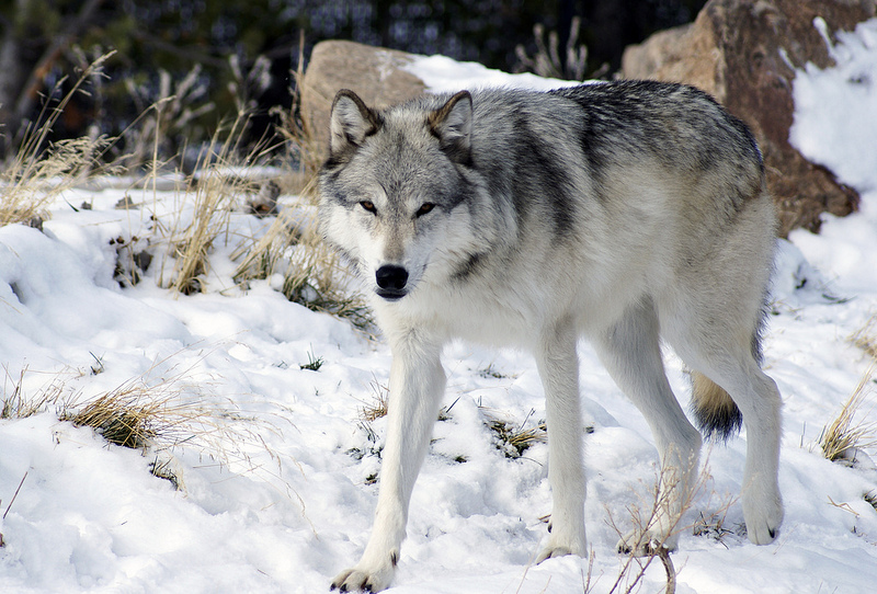 Chicken Wolf Dog Home Run Chicken Wolf Dog Home Run