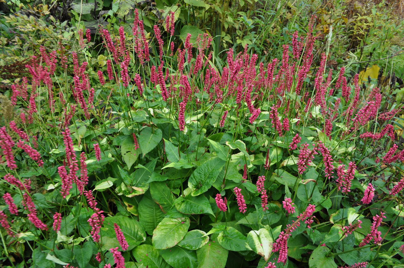 Staudengarten Gross Potrems Lob dem Knöterich
