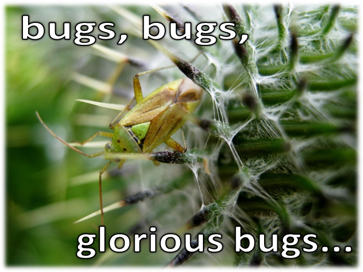 Bugs, bugs, glorious bugs