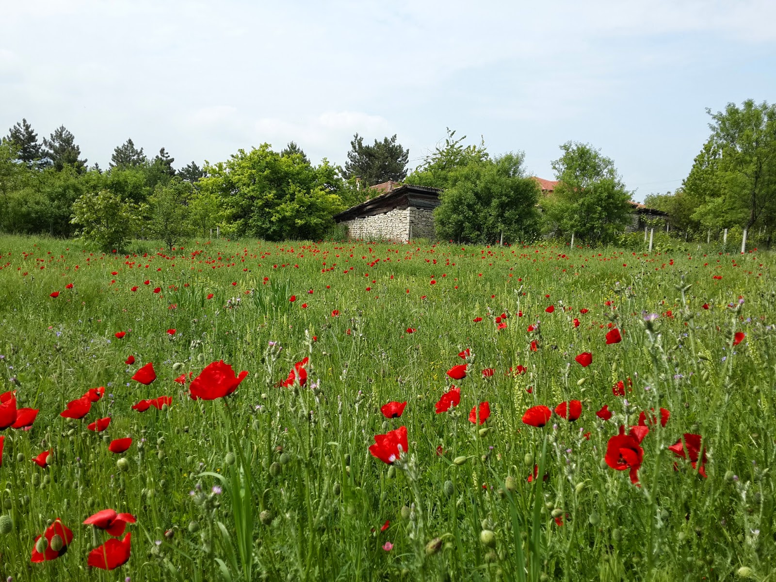 Safranbolu'da Safran ve Arı