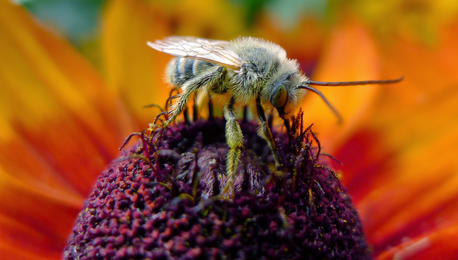 Long-horned Bee on Rudbeckia, gardening, pollinators, urban farming
