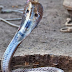 Man tries to marry a COBRA believing it was the reincarnation of a beautiful woman