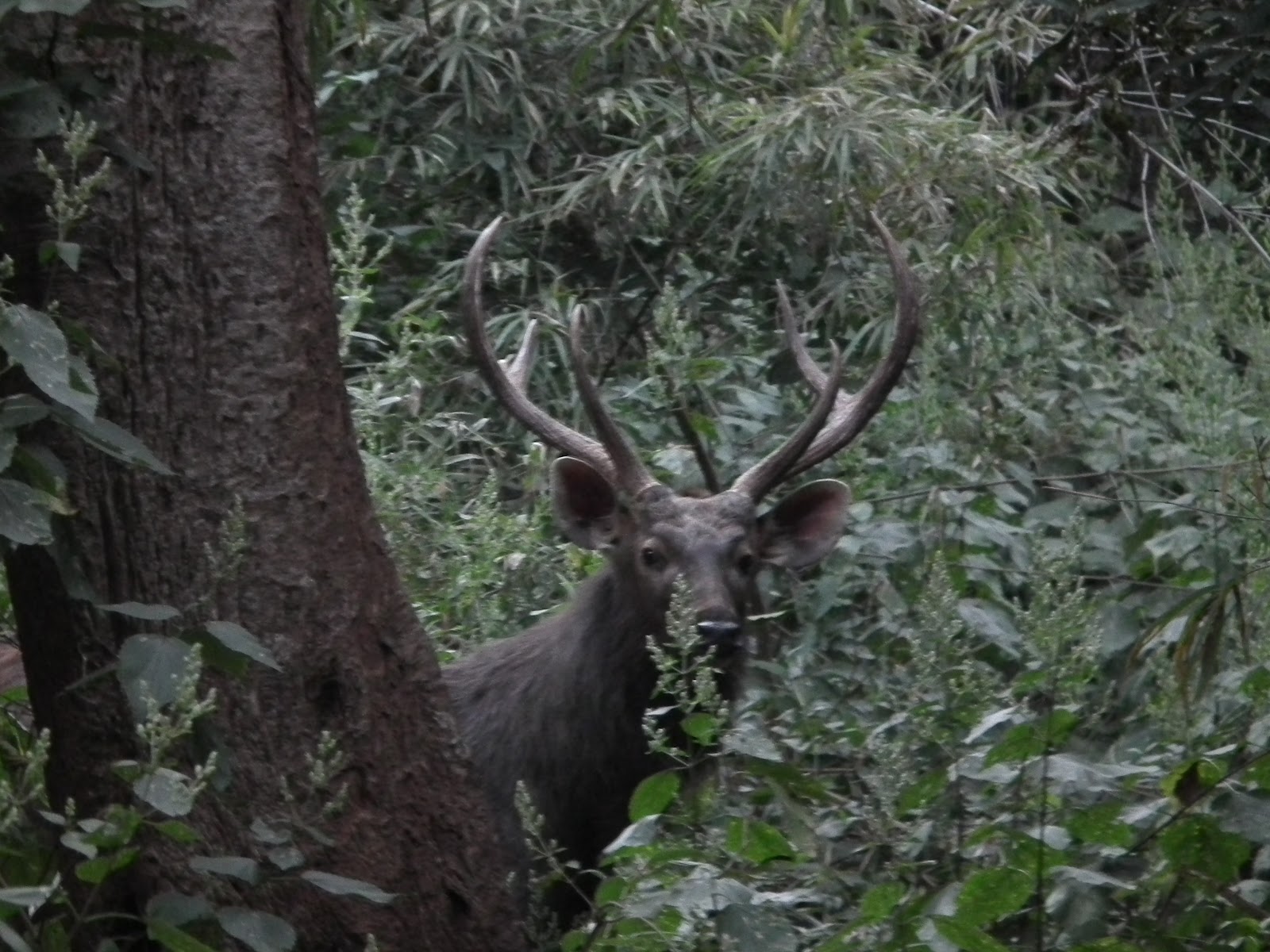 Sambar Deer2