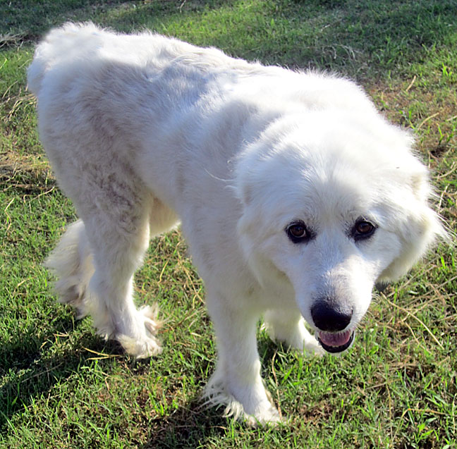 big fluffy dog rescue adoption fee