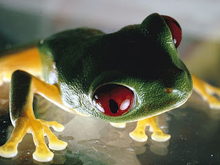 sitting full image pic of red eyed tree frog