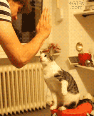 Funny cats - part 95 (40 pics + 10 gifs), cat gifs, cat gives high fives