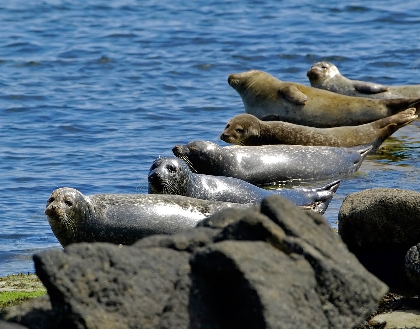 Scottish Wildlife Blog Kildonan, Isle of Arran