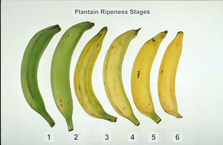DEFECTOS BANANO defectos banano: