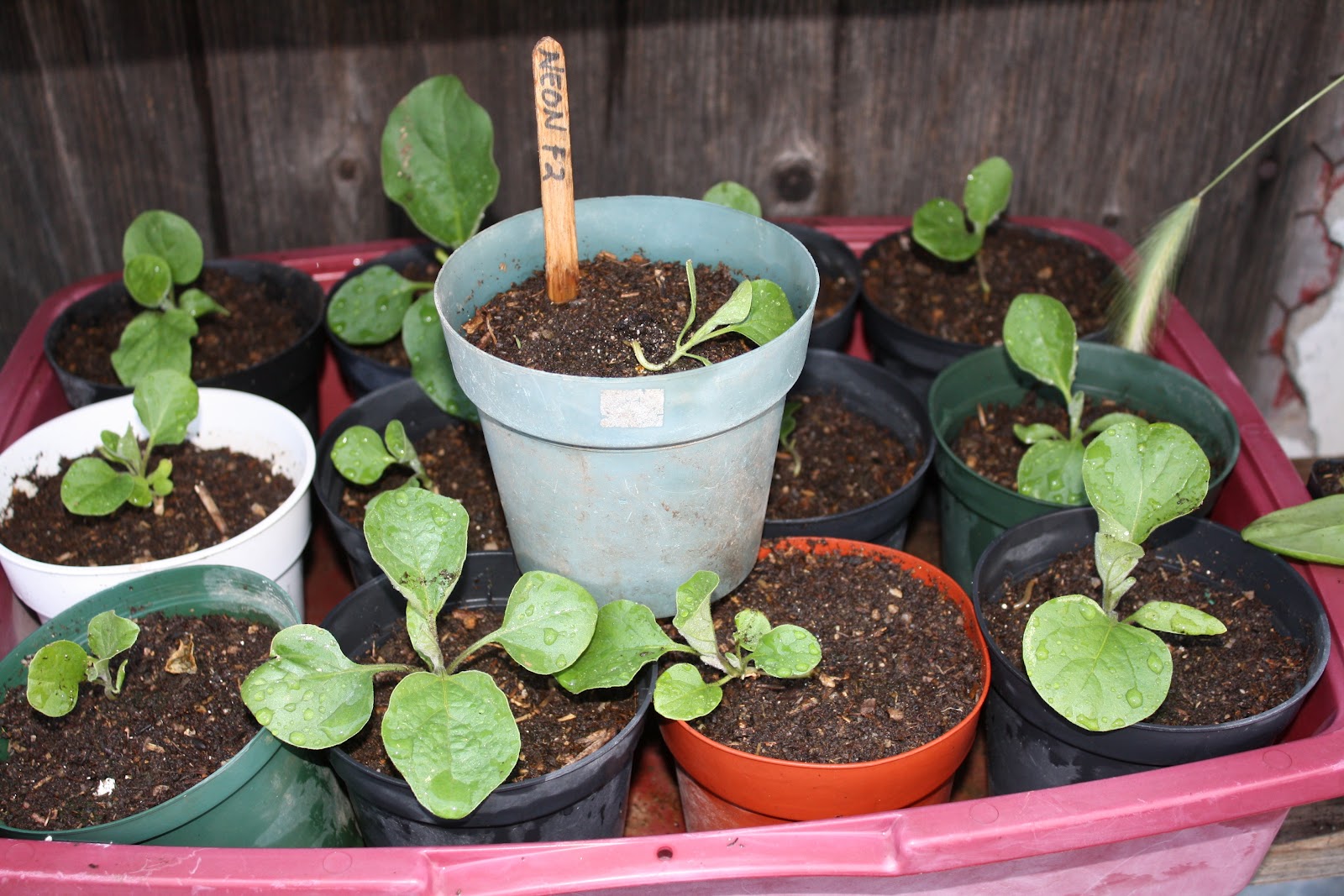 The Edible Garden April 2012